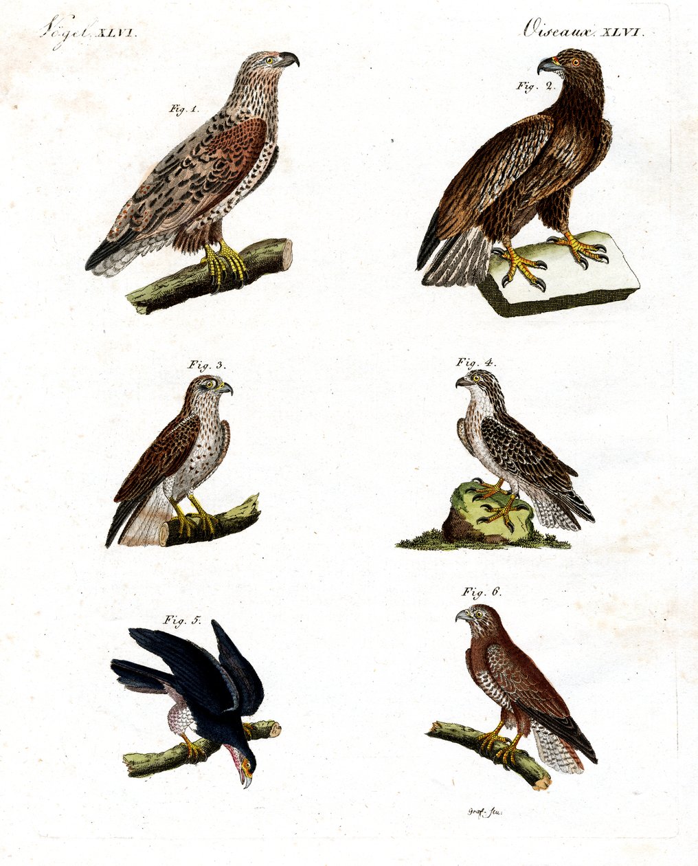 Différents types de rapaces - German School