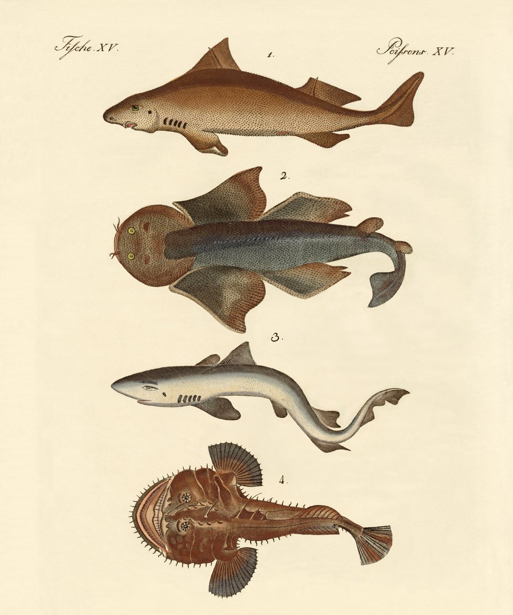 Différents types de requins - German School