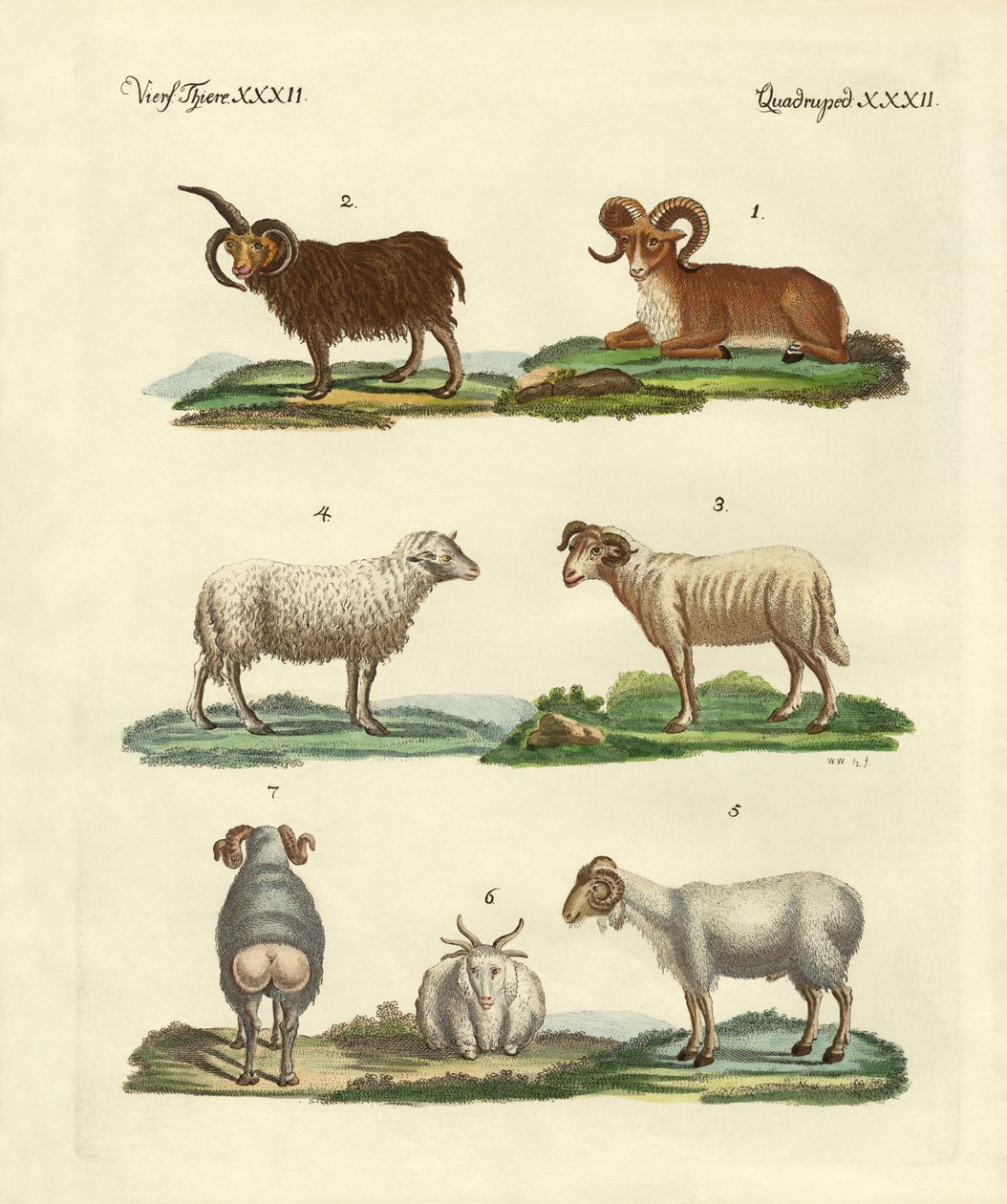 Différents types de moutons - German School