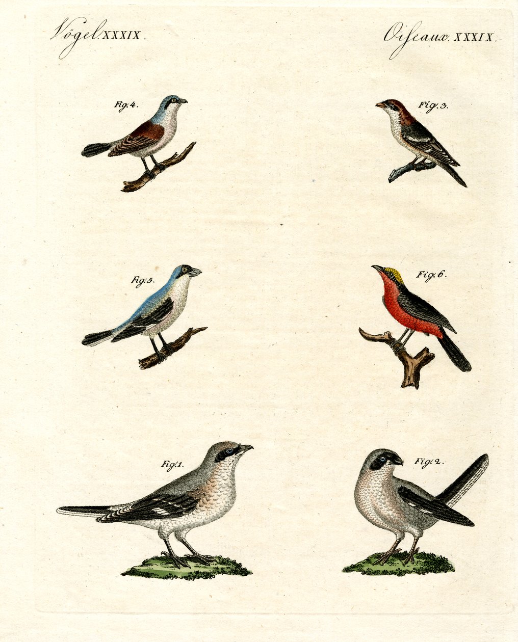 Différentes sortes de pies-grièches - German School
