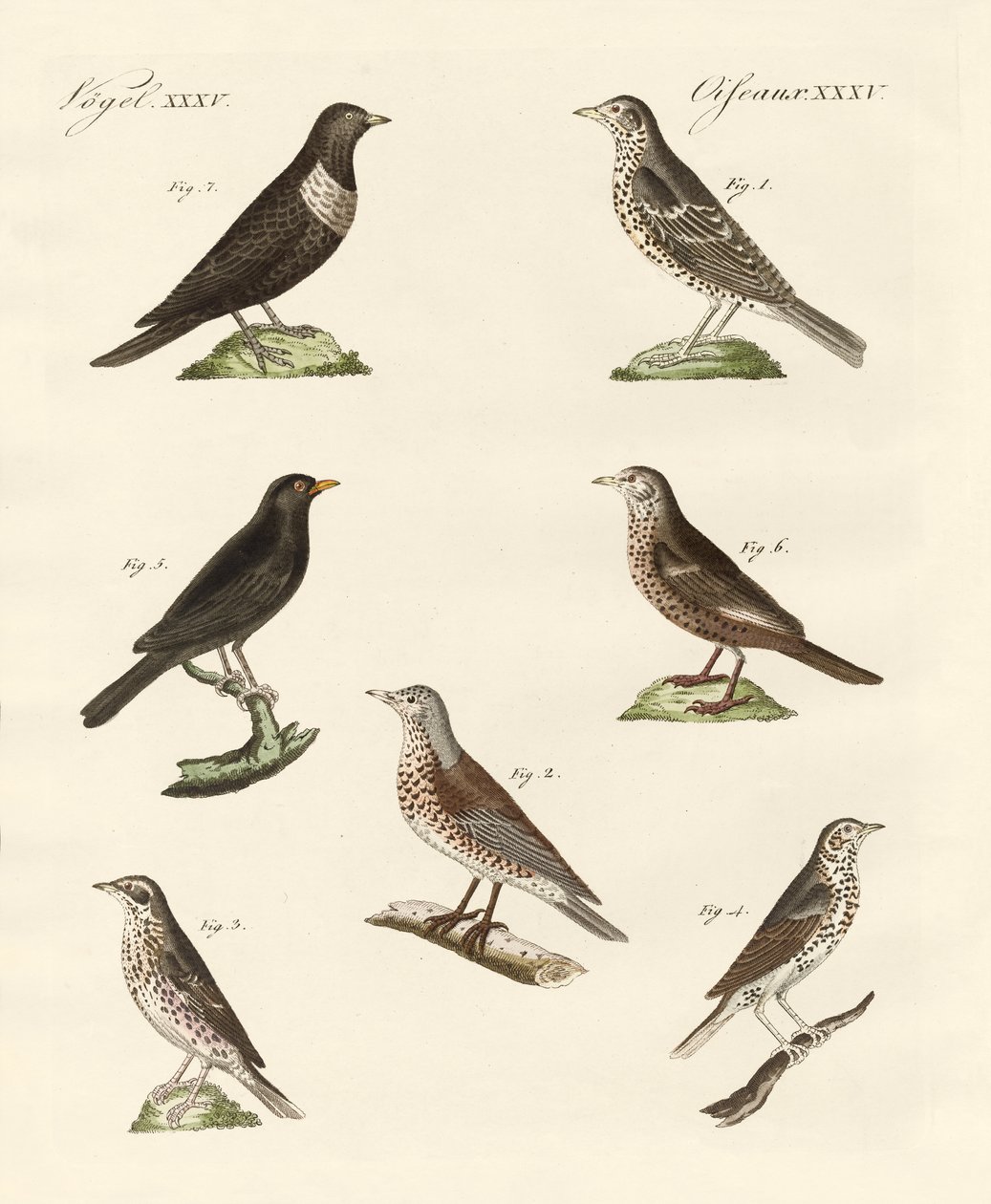 Différentes sortes de grives - German School
