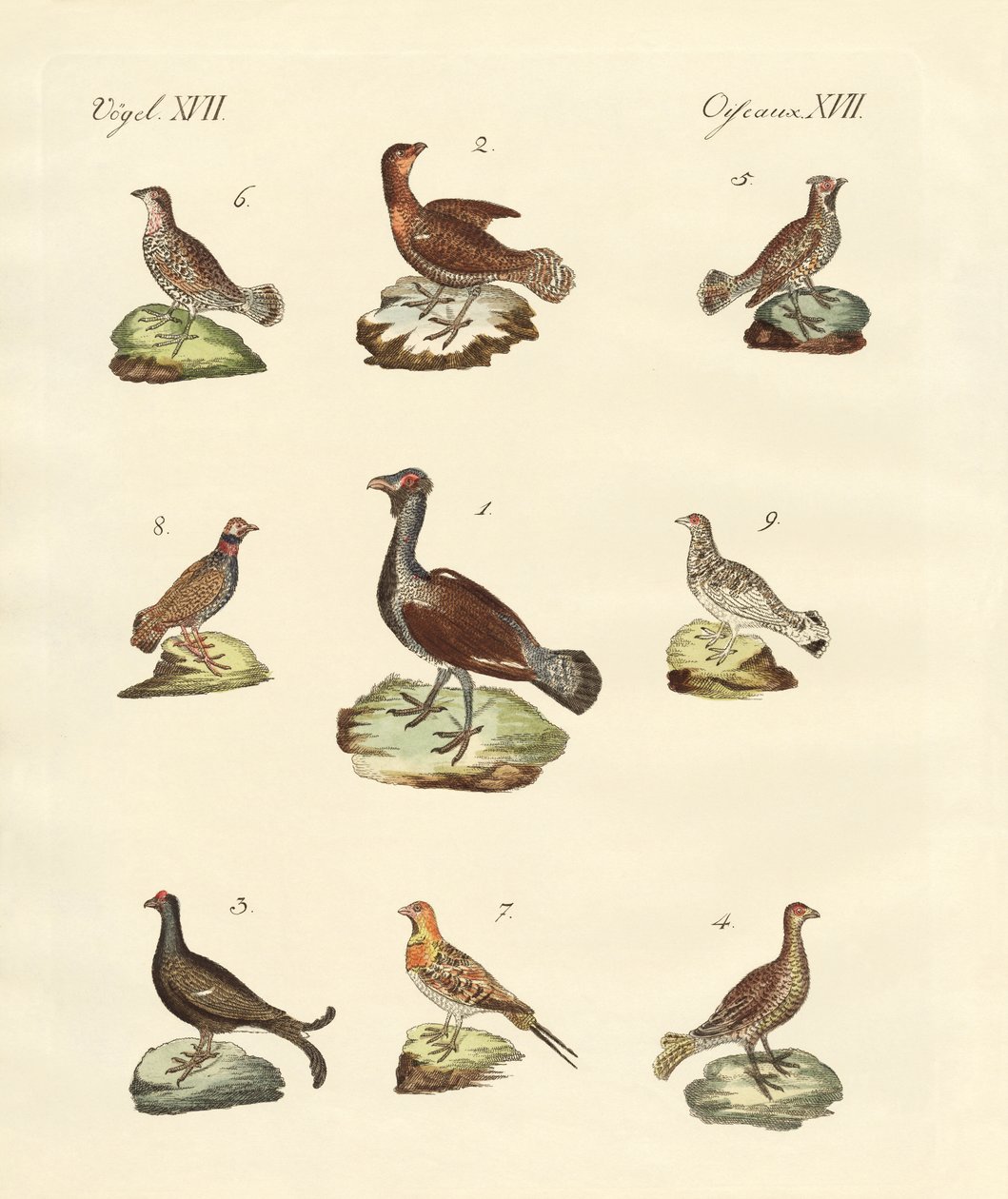 Différentes sortes de râles - German School