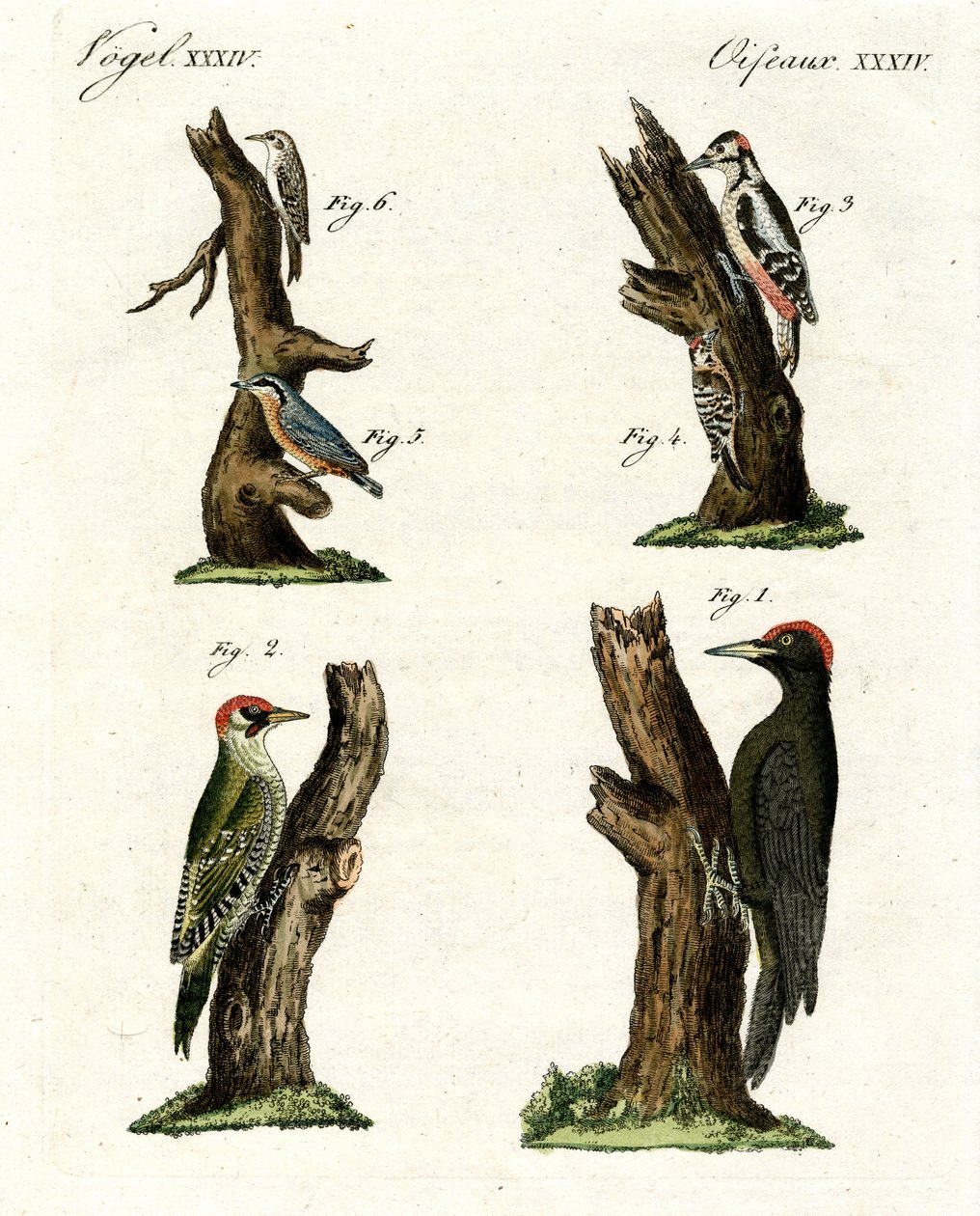 Différentes sortes de piverts - German School