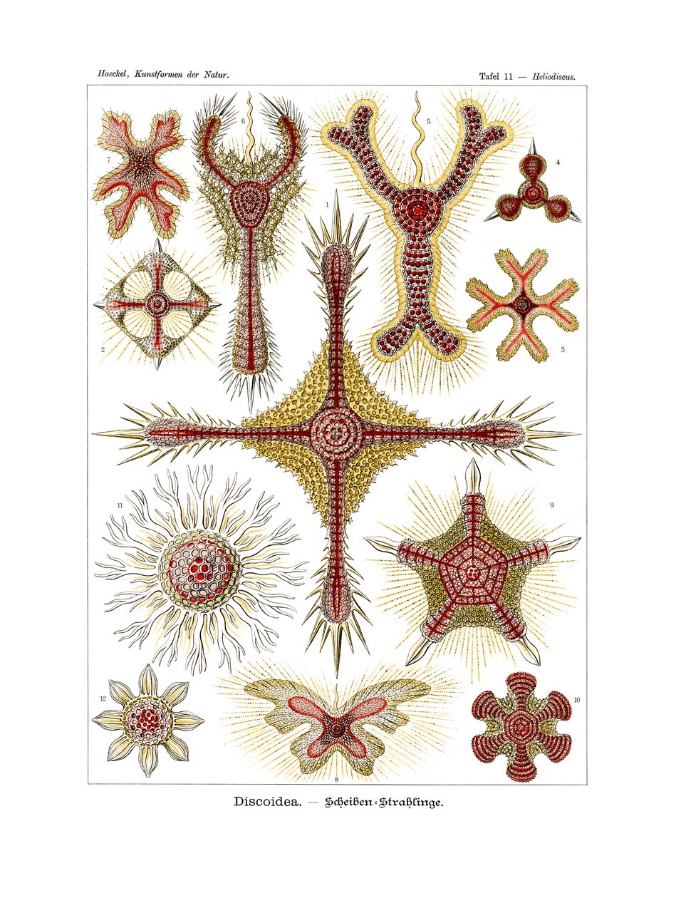 Discoidea, 1899-1904 - German School