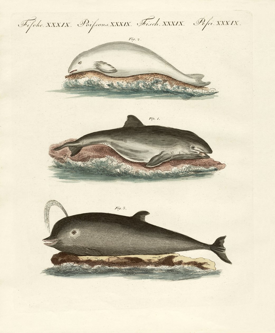 Dauphins - German School