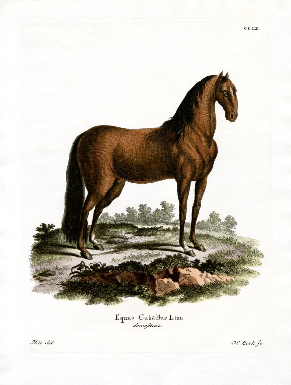 Cheval Domestique - German School
