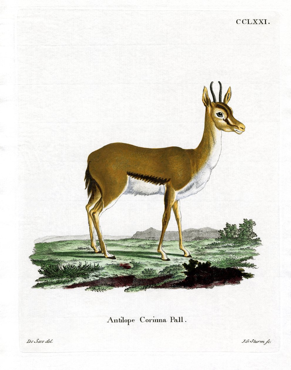 Gazelle Dorcas - German School