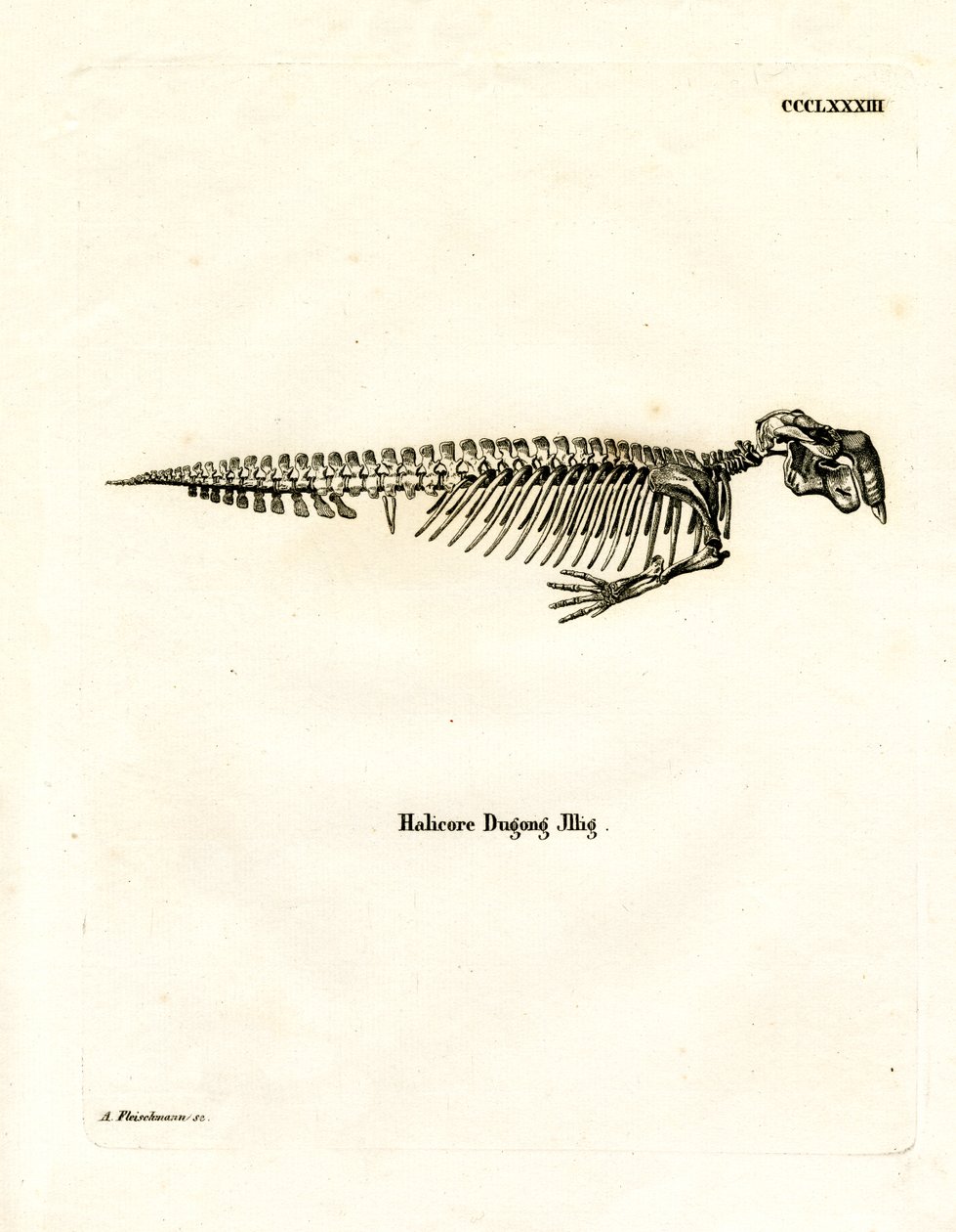 Squelette de dugong - German School