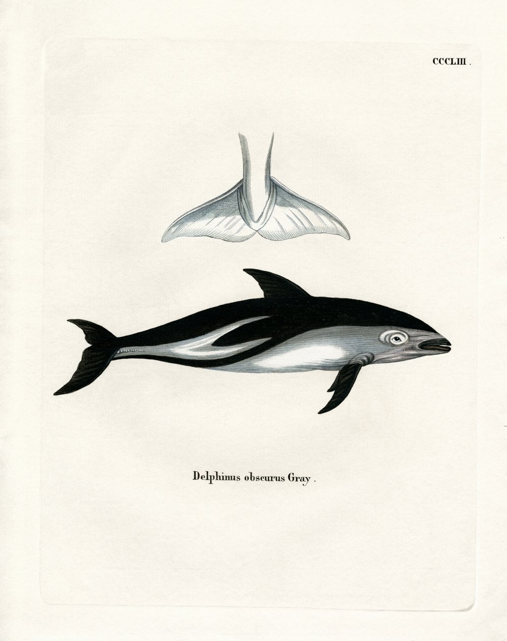 Dauphin obscur - German School