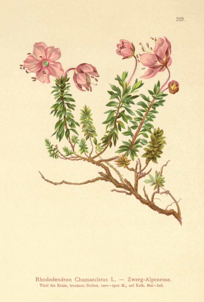 Rhododendron nain (Rhododendron Chamaecistus) - German School
