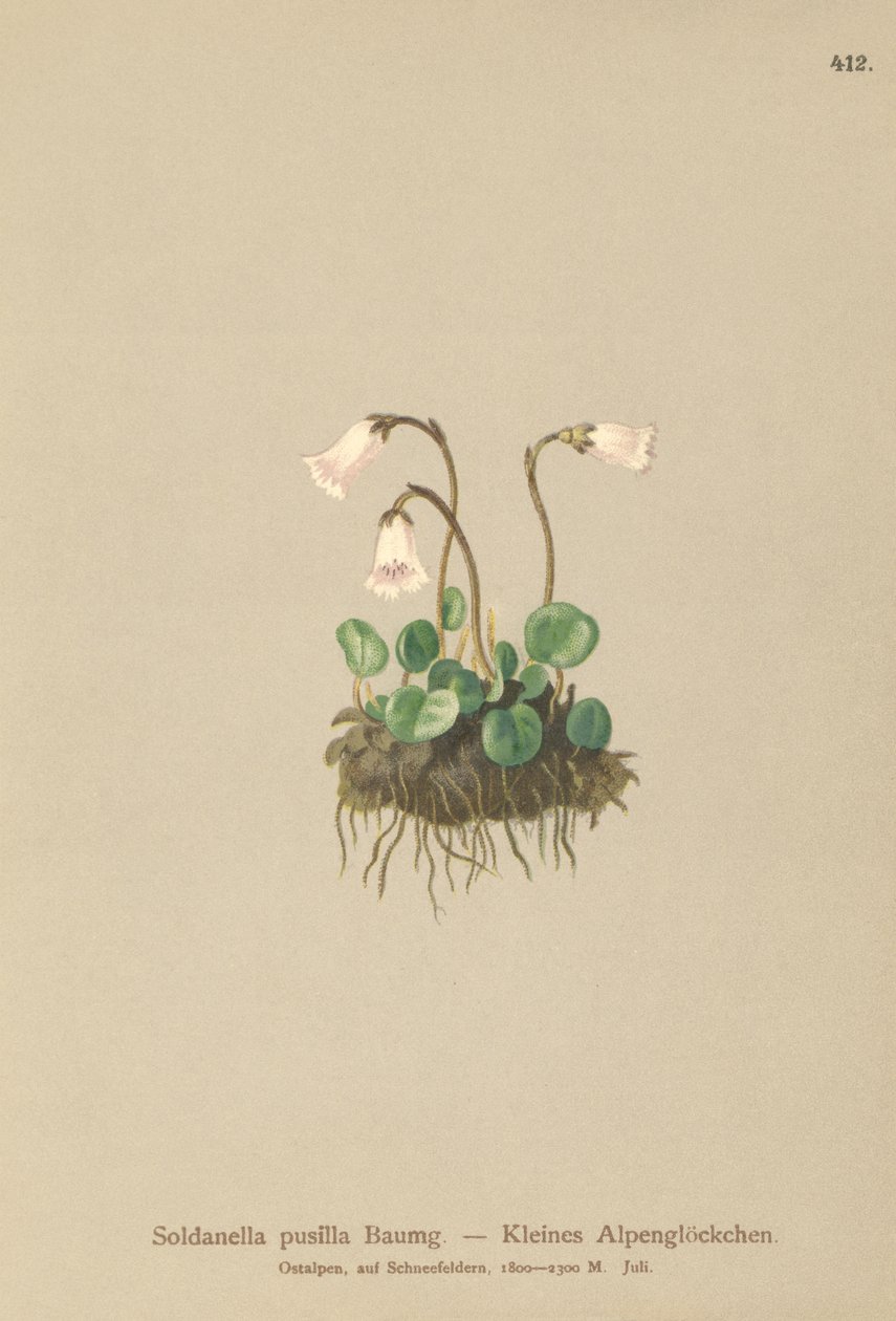 Petite soldanelle (Soldanella pusilla, Soldanella alpicola) - German School
