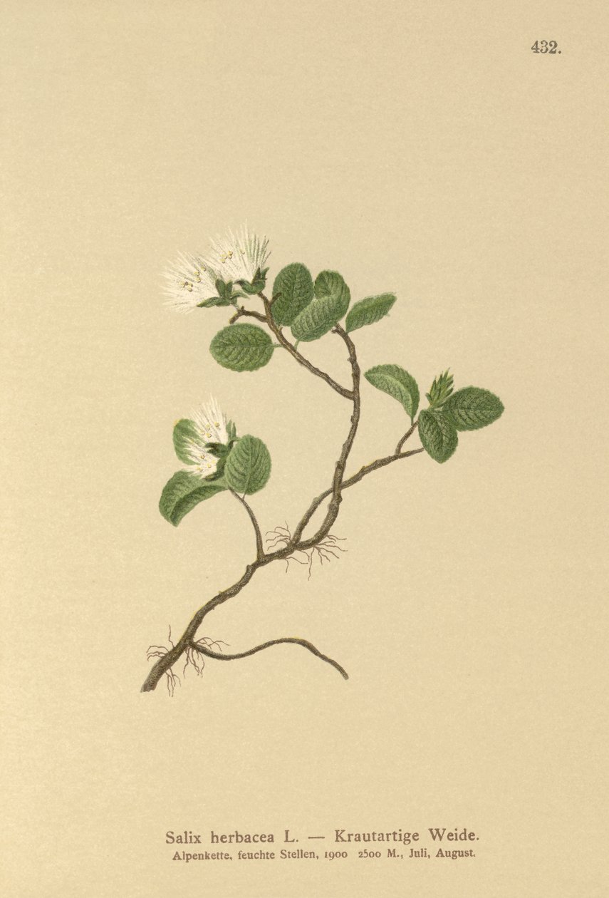 Saule nain (Salix herbacea) - German School