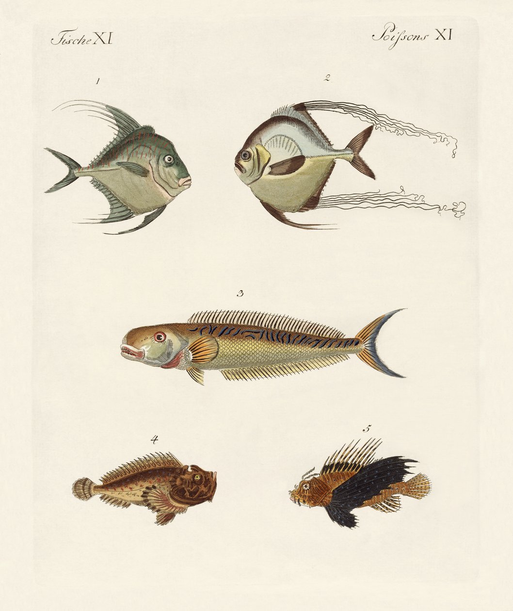 Poissons de l