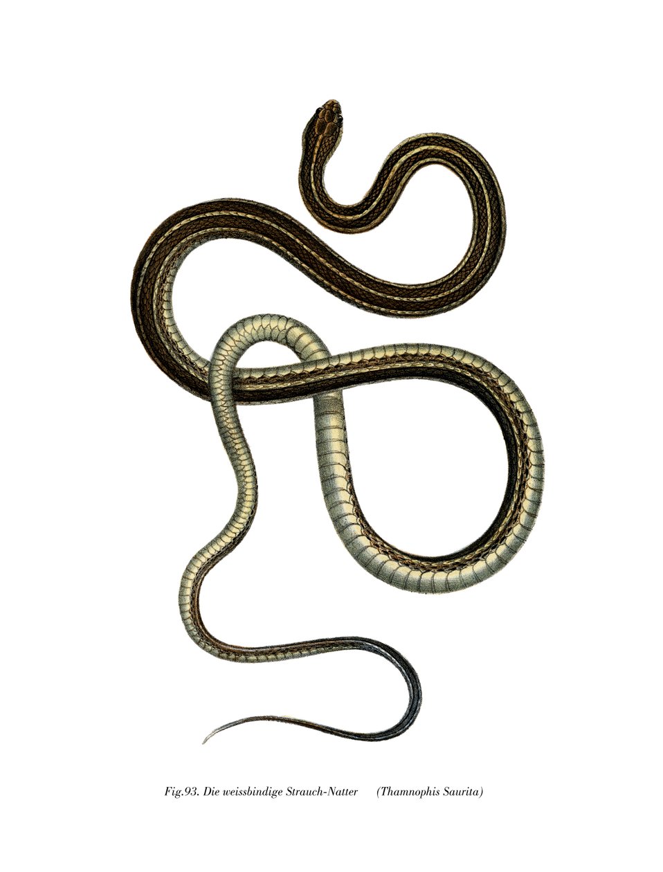 Serpent ruban oriental - German School