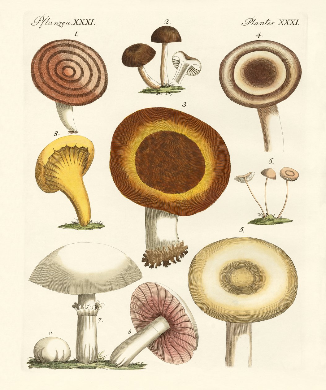 Champignons comestibles - German School