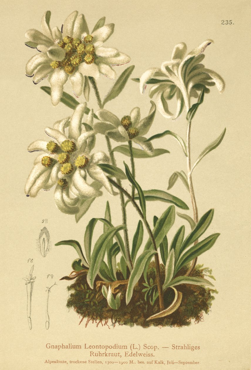 Edelweiss - German School