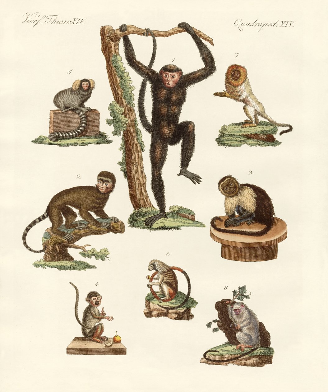 Huit types de singes - German School