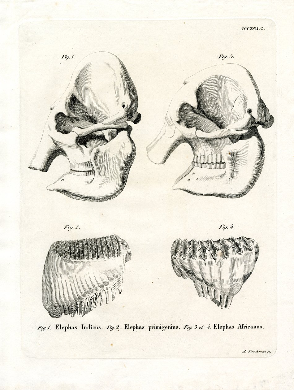 Crânes d