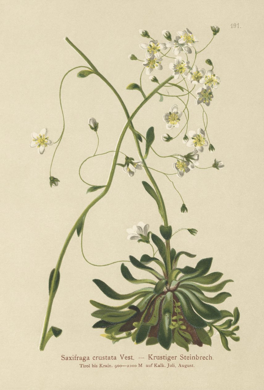 Saxifrage encroutée (Saxifraga crustata) - German School