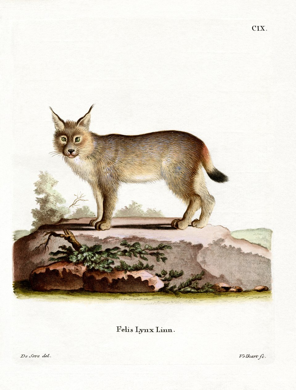 Lynx eurasien - German School