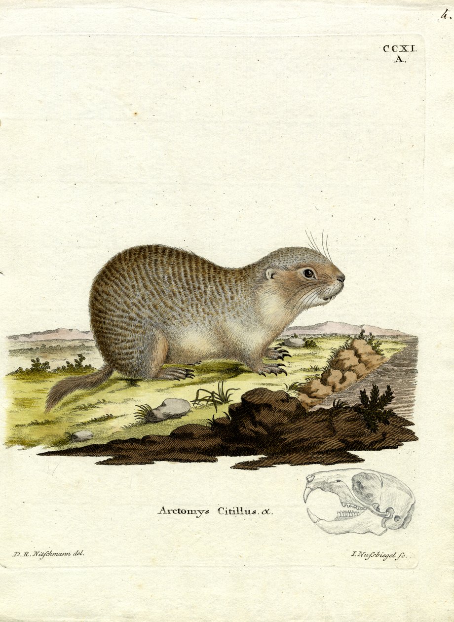 Spermophile européen - German School