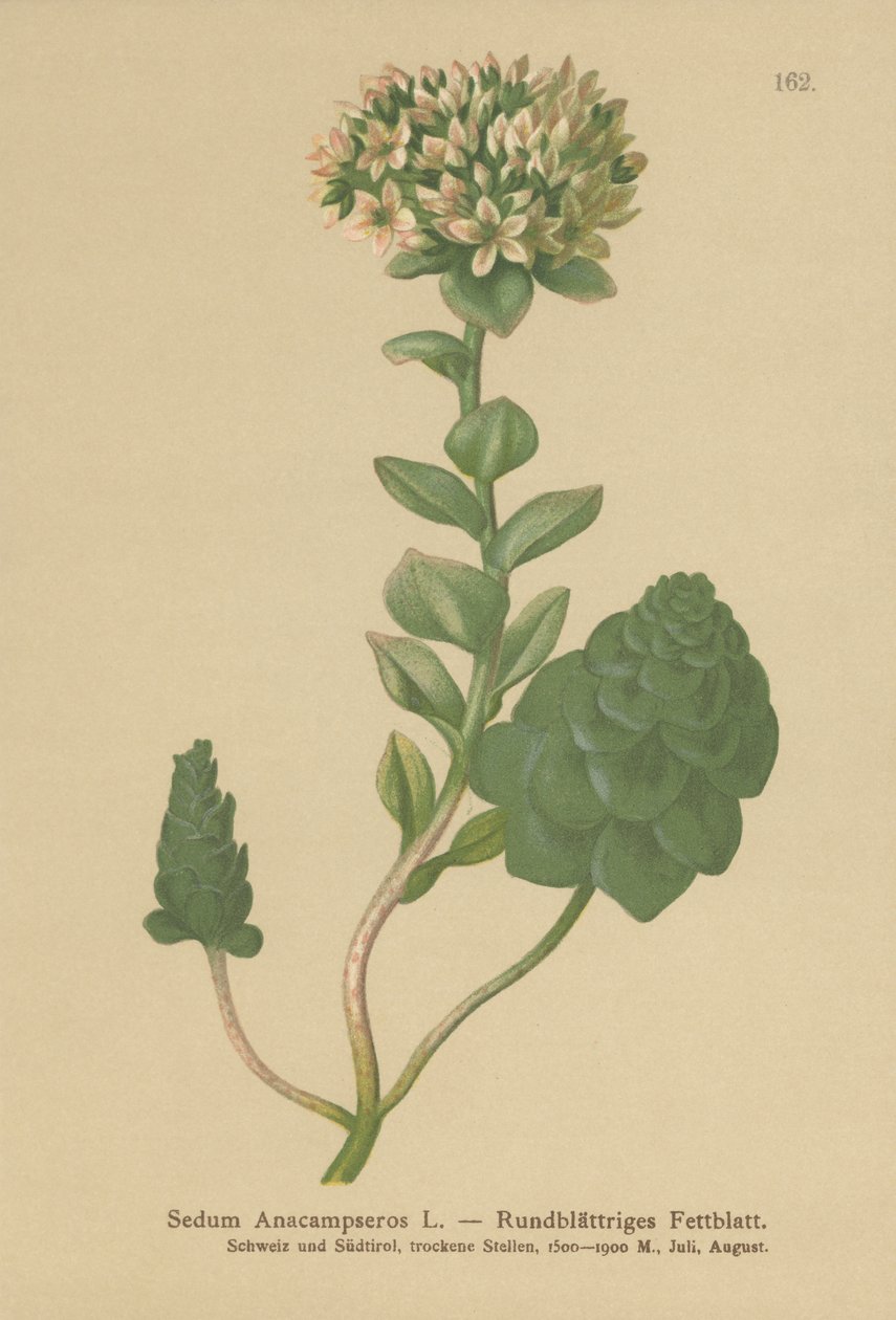 Orpin toujours vert (Sedum Anacampseros, Hylotelephium anacampseros) - German School