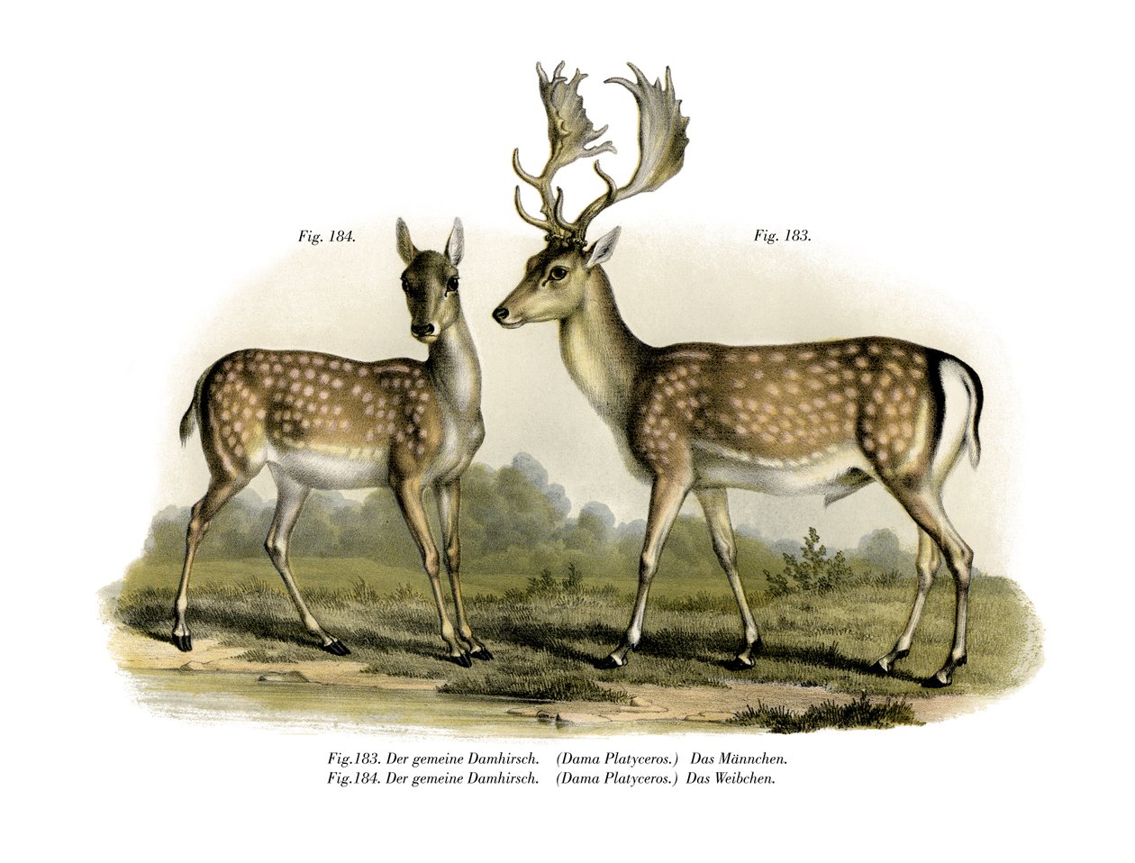 Daim, 1860 - German School