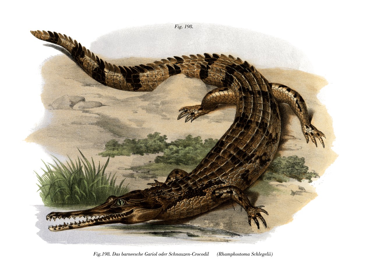 Faux gavial - German School