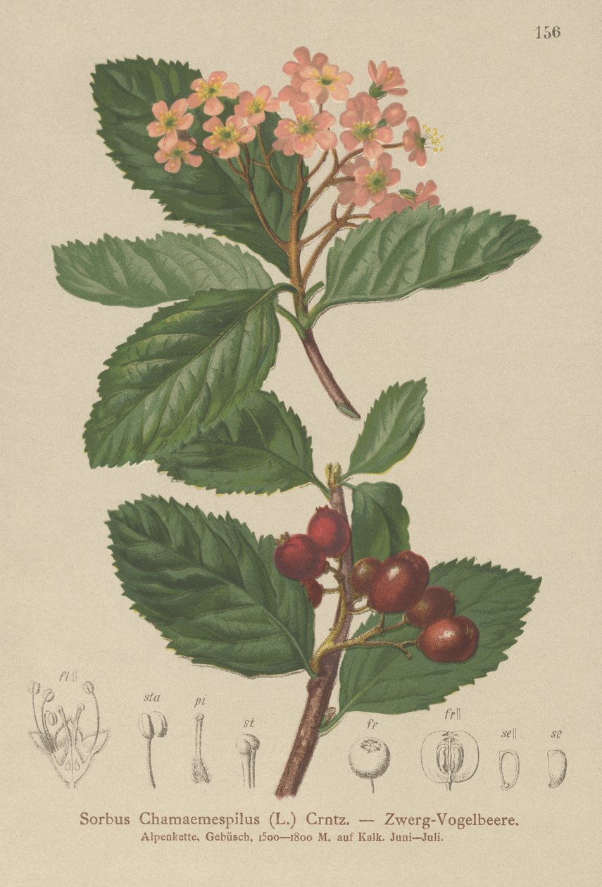 Alisier nain (Sorbus chamaemespilus) - German School