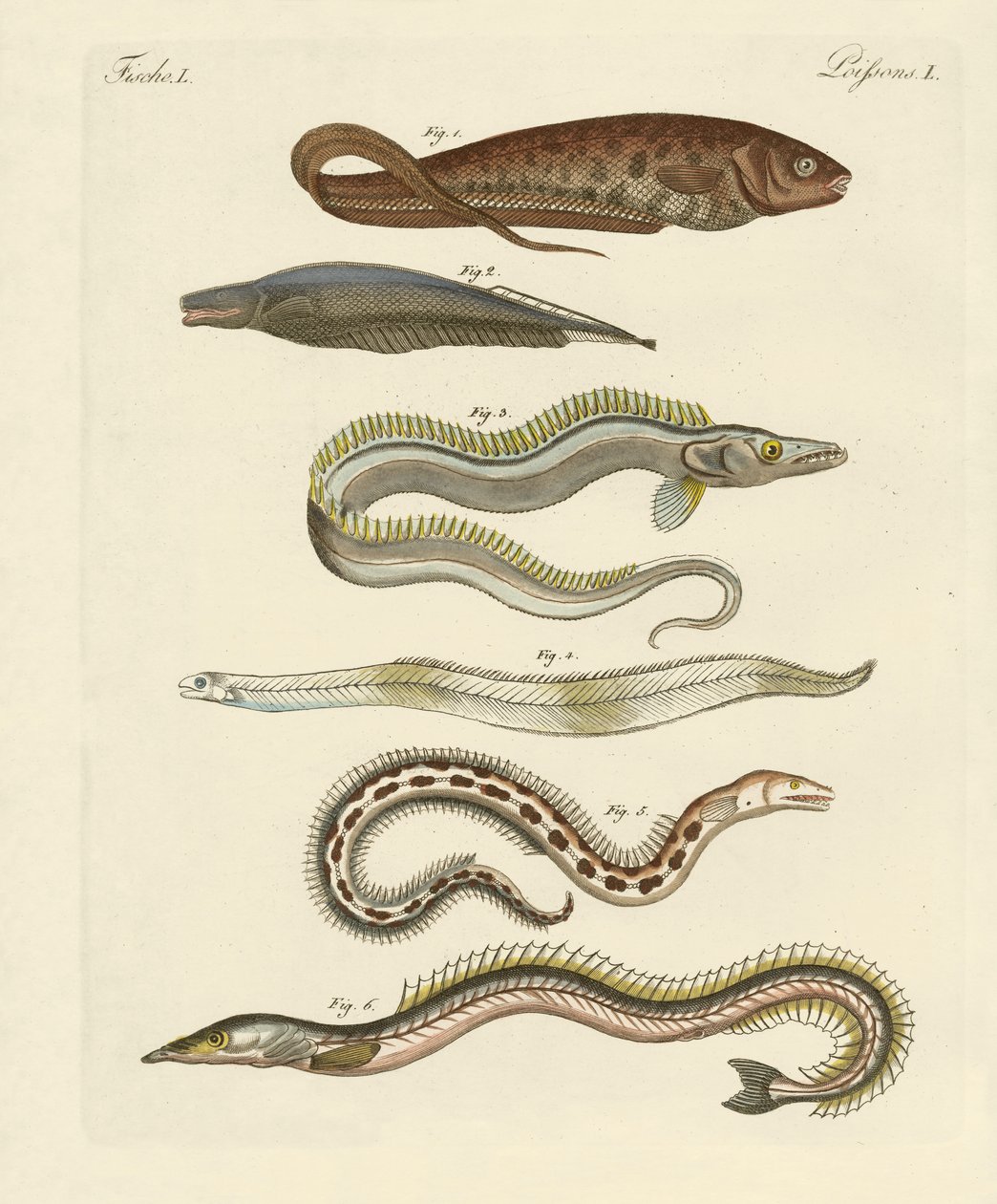 Poissons - German School