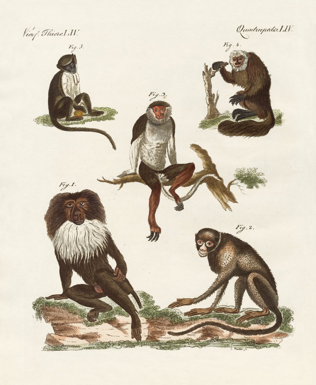 Cinq sortes de singes - German School
