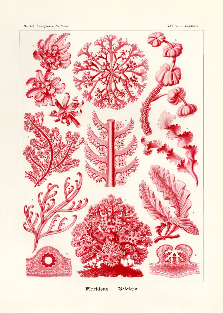 Florideae ou Rhodophyceae - German School