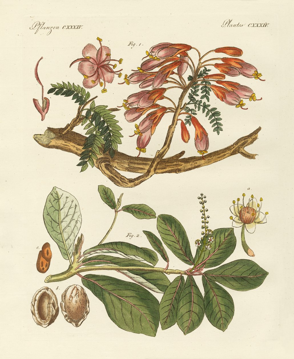 Plantes étrangères (gravure en couleur) - German School