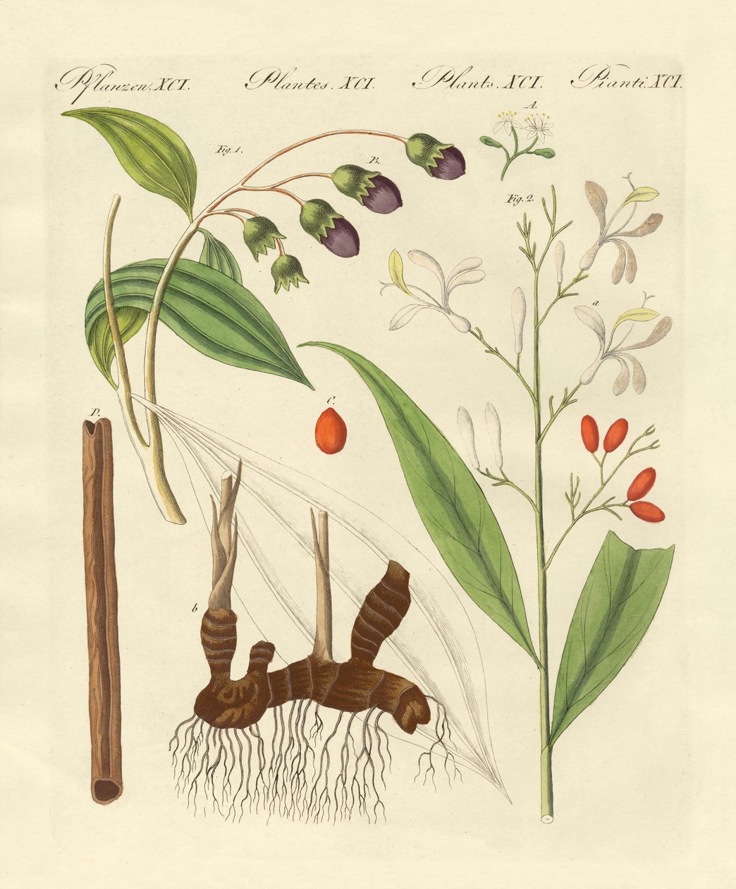 Épices étrangères (gravure en couleur) - German School