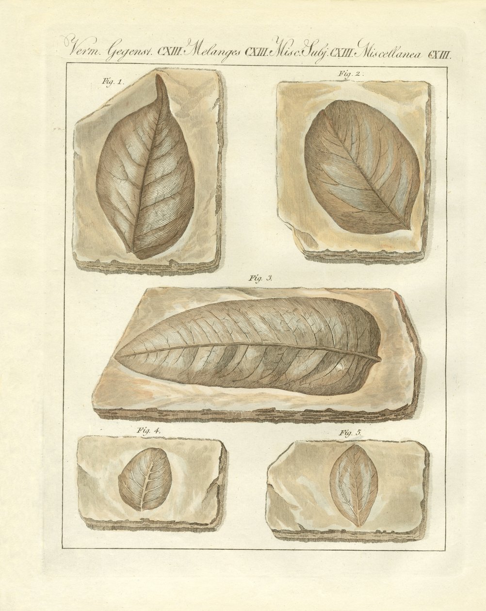 Feuilles fossilisées des temps primitifs - German School