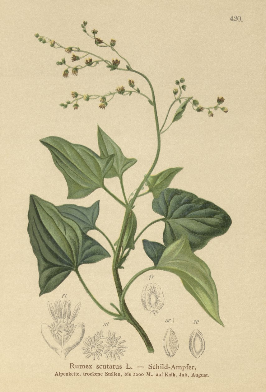 Oseille de France (Rumex scutatus) - German School