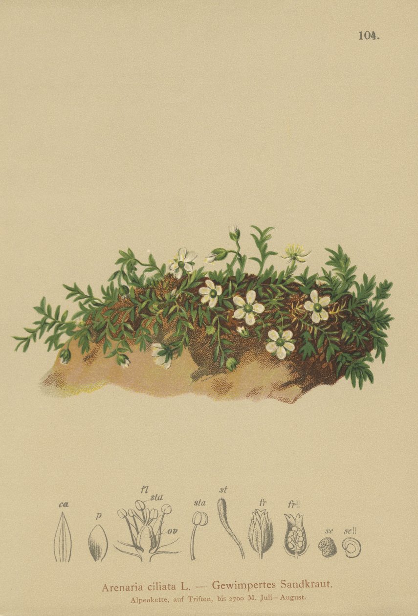 Sabuline ciliée (Arenaria ciliata) - German School