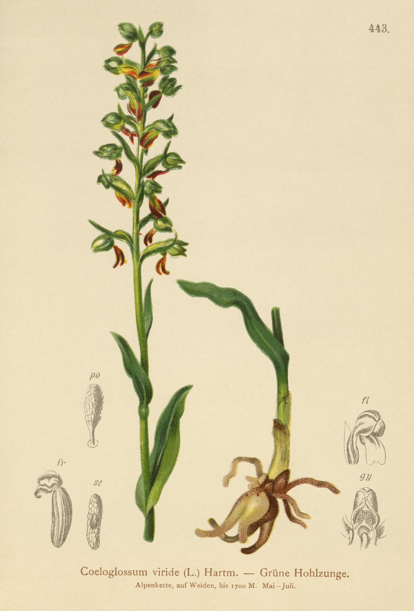 Orchis grenouille (Coeloglossum viride) - German School