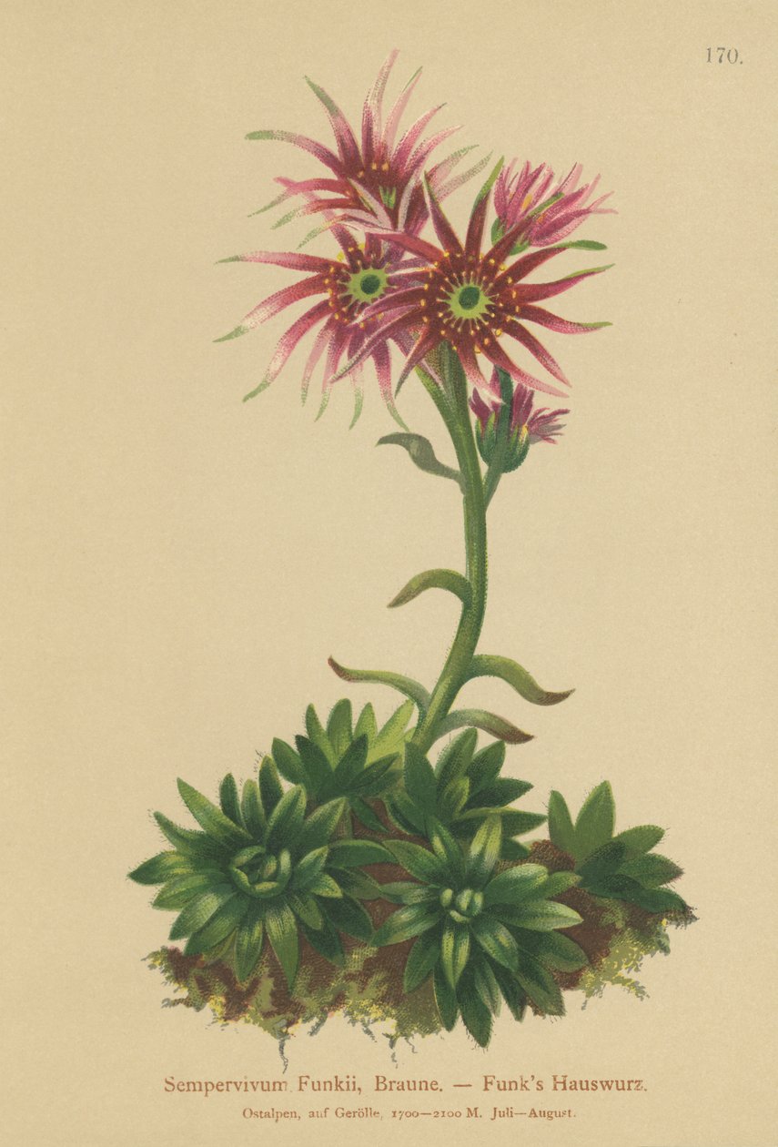 Joubarbe de Funk (Sempervivum Funkii) - German School