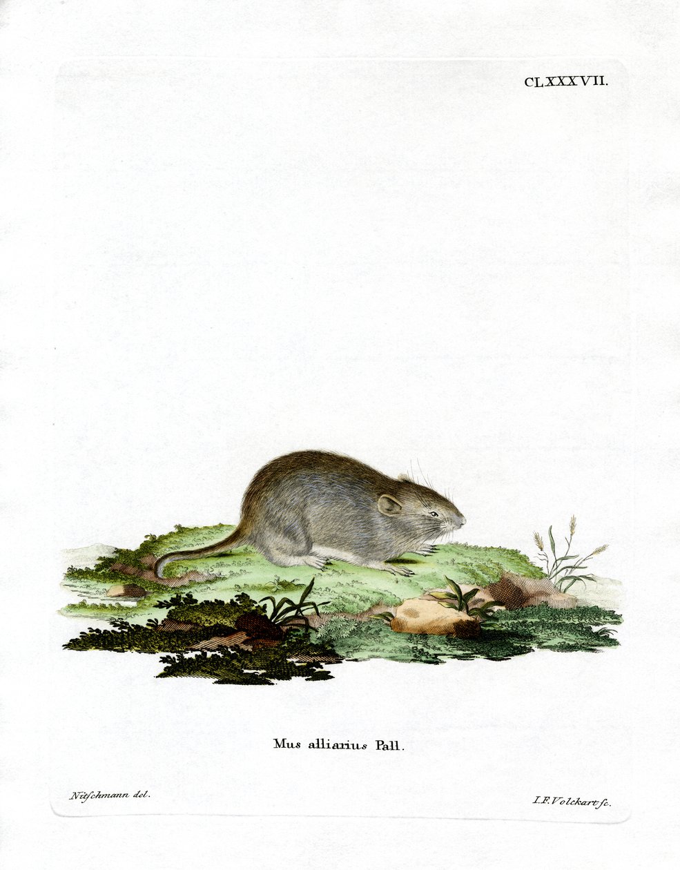 Souris à odeur d