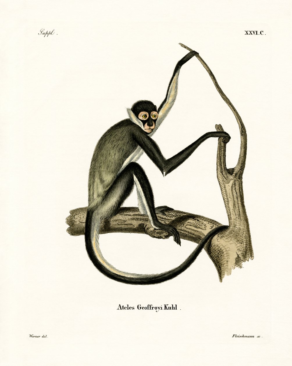 Singe-araignée de Geoffroy - German School