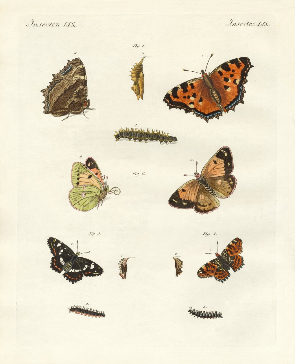 Papillon de jour allemand - German School