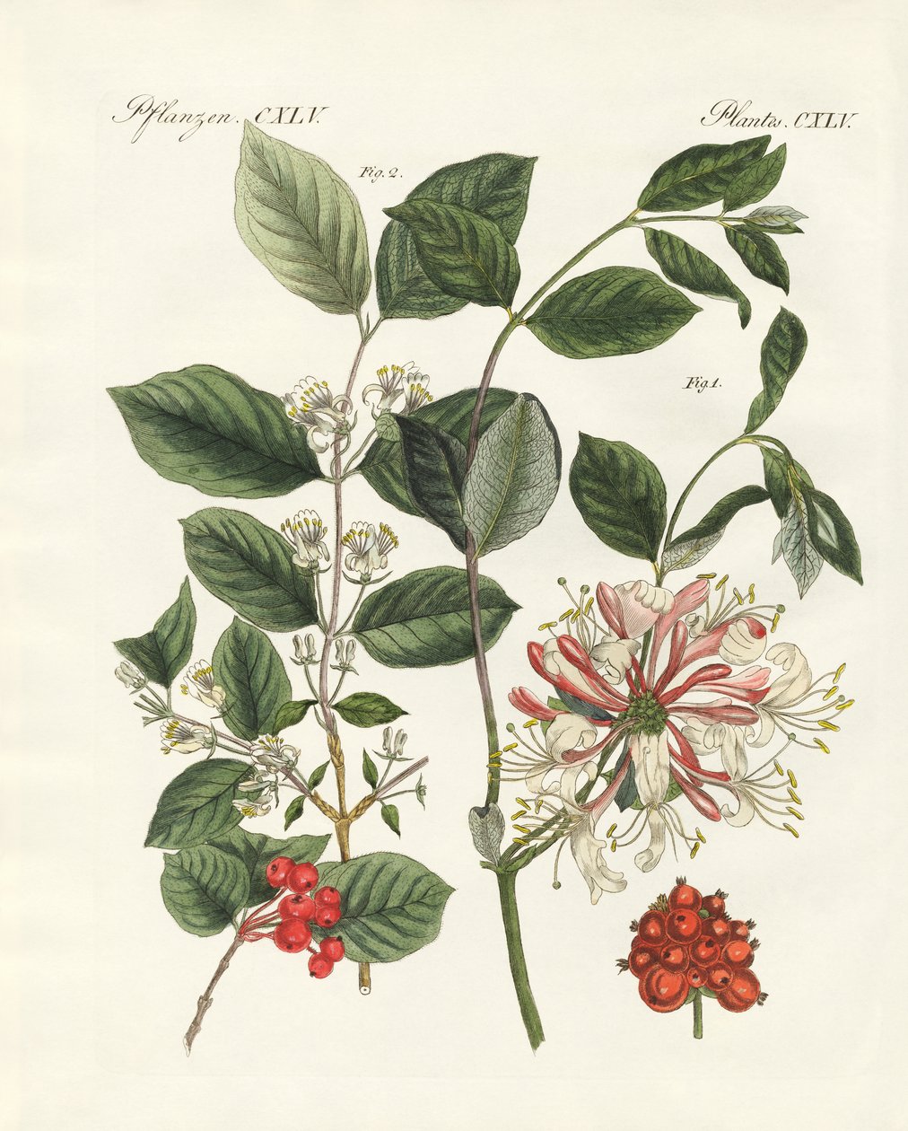 Types de bois allemands (gravure en couleur) - German School