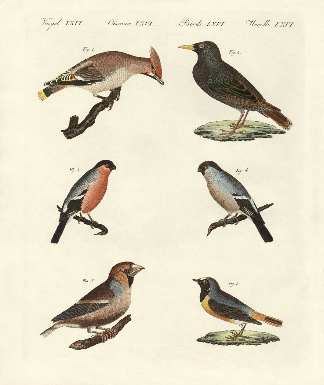 Oiseaux chanteurs allemands - German School
