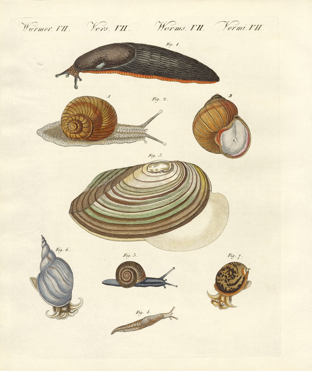 Escargots allemands - German School