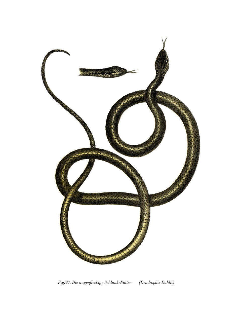 Serpent Ghamcheh - German School