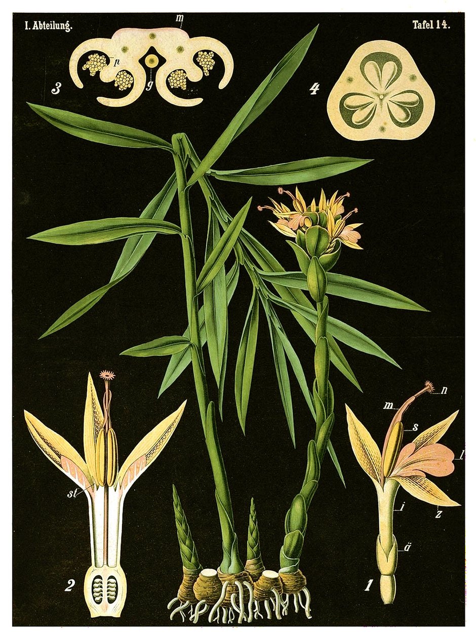 Gingembre (Zingiber officinale Roscoe) - German School