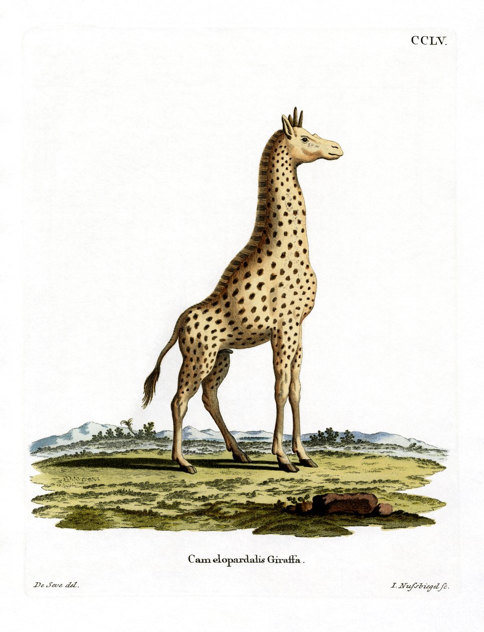 Girafe - German School