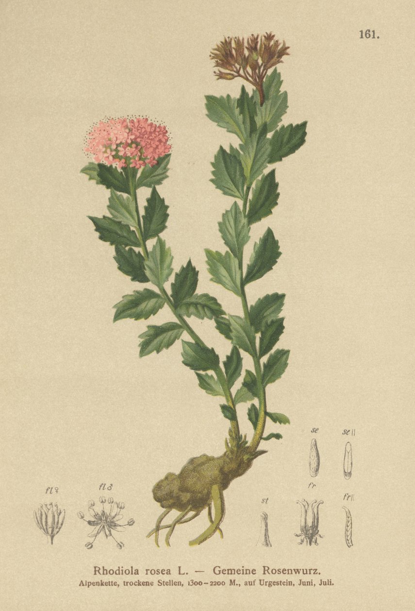 Rhodiola rosea - German School