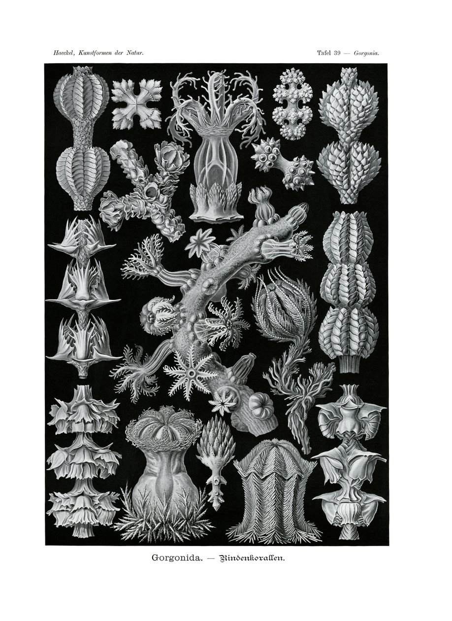 Gorgonida, 1899-1904 - German School